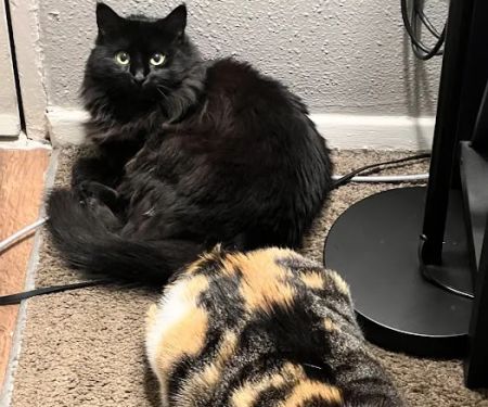 Vetco Total Care - SouthPaw Animal Clinic