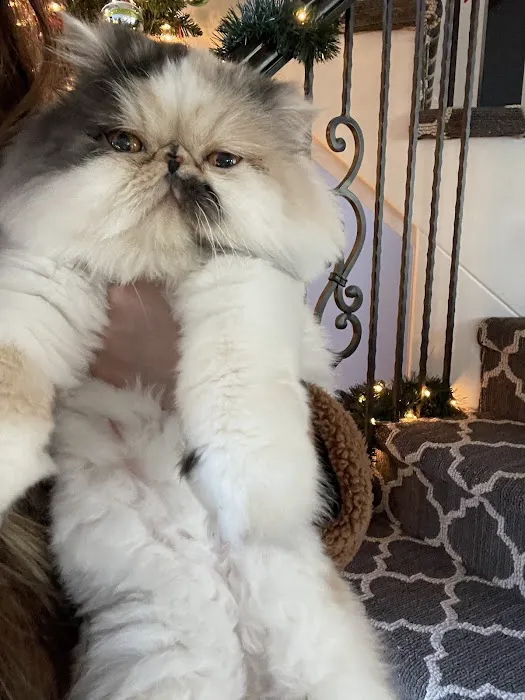 Vetco Total Care - SouthPaw Animal Clinic Picture 4