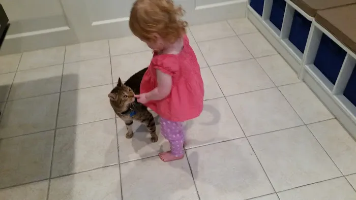 Vetco Total Care - SouthPaw Animal Clinic Picture 9