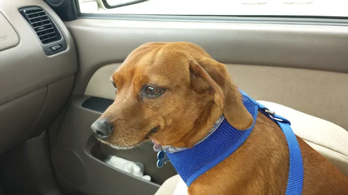 VCA Olathe Animal Hospital Picture 4