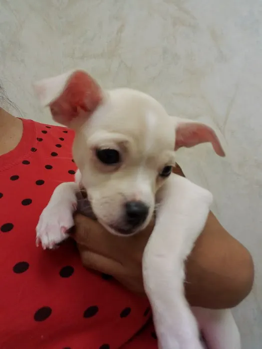 VCA Olathe Animal Hospital Picture 1