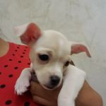 VCA Olathe Animal Hospital