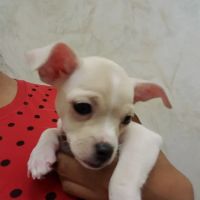 VCA Olathe Animal Hospital ico