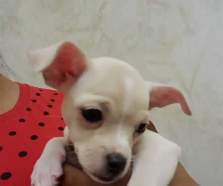 VCA Olathe Animal Hospital