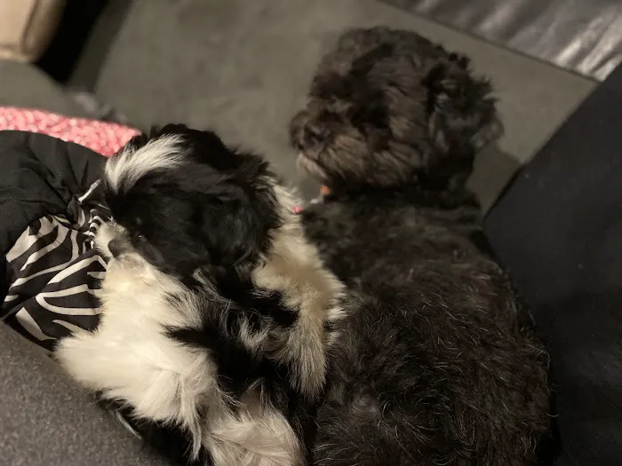 VCA Olathe Animal Hospital Picture 2