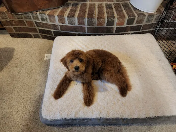 VCA Olathe Animal Hospital Picture 3