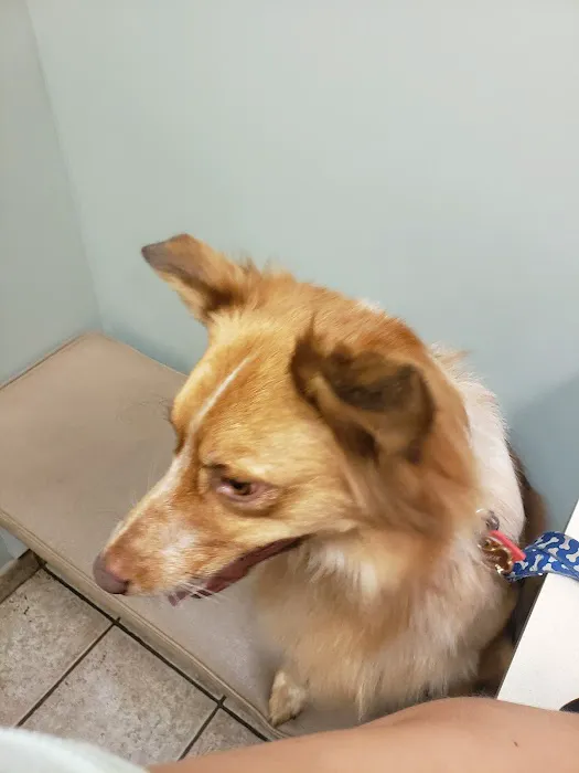 VCA Olathe Animal Hospital Picture 8