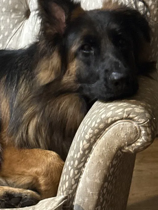 easyvet Veterinarian Overland Park Picture 2