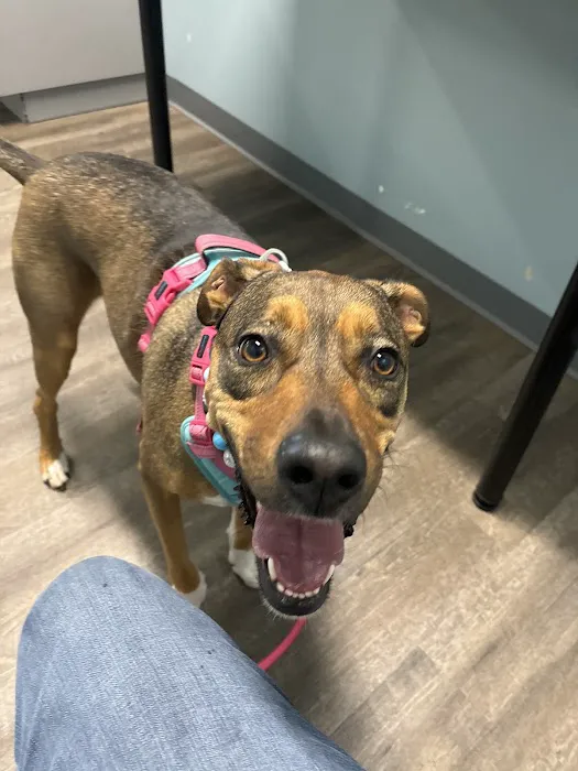 easyvet Veterinarian Overland Park Picture 5