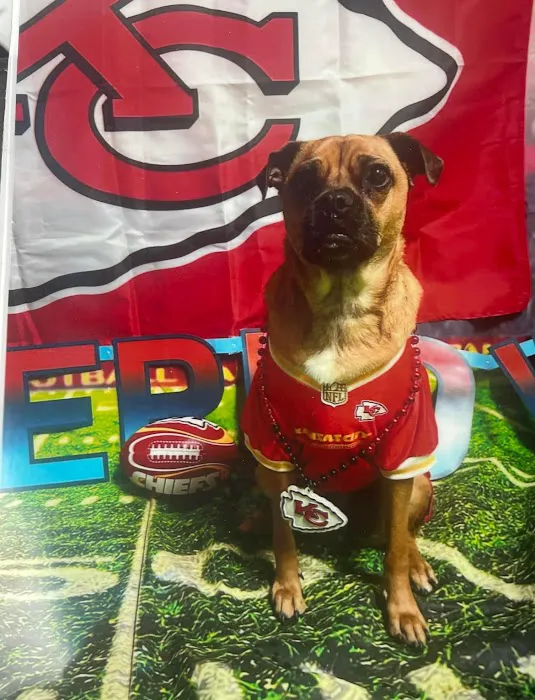 easyvet Veterinarian Overland Park Picture 4