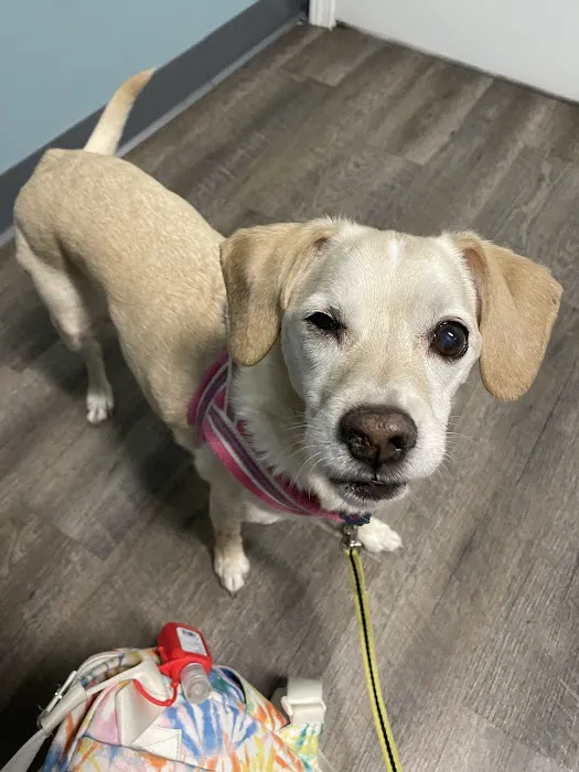 easyvet Veterinarian Overland Park Picture 8