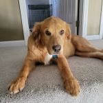 Companion Care Veterinary Clinic