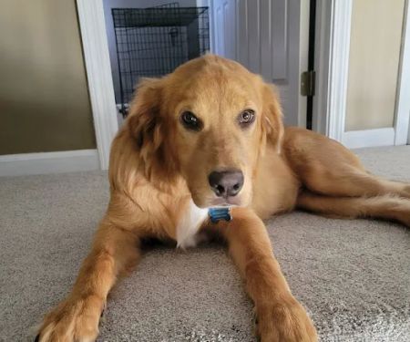 Companion Care Veterinary Clinic