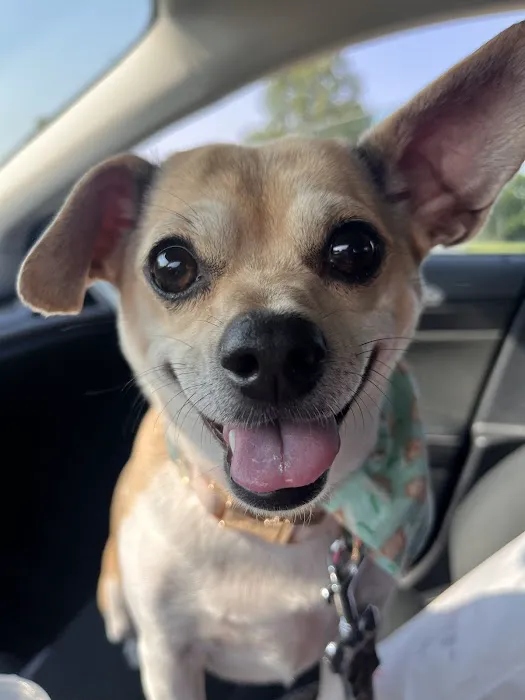 Companion Care Veterinary Clinic Picture 3