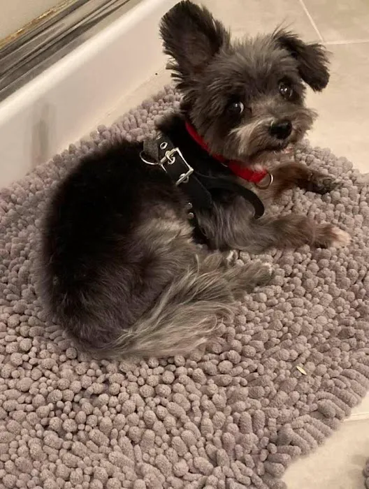 Companion Care Veterinary Clinic Picture 6