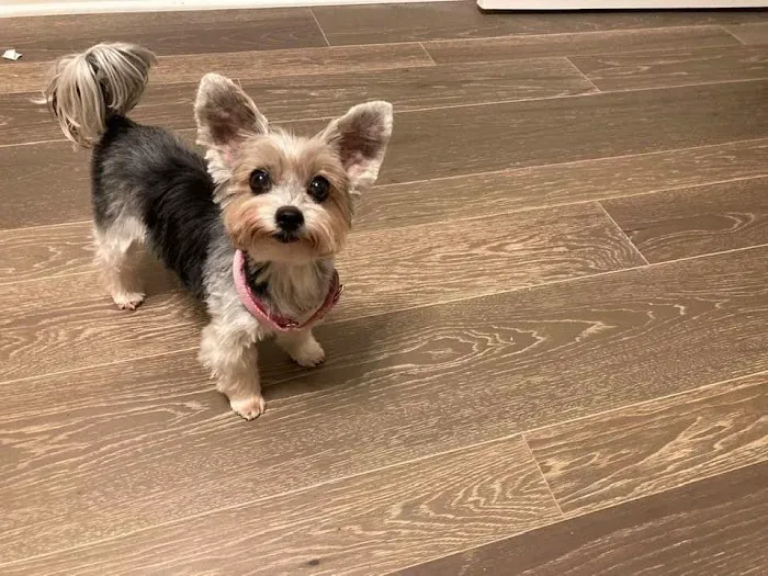 Companion Care Veterinary Clinic Picture 7