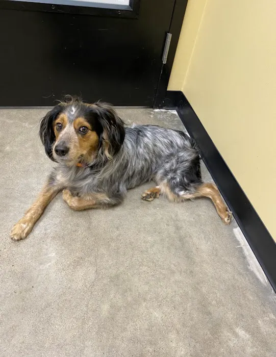 Companion Care Veterinary Clinic Picture 8