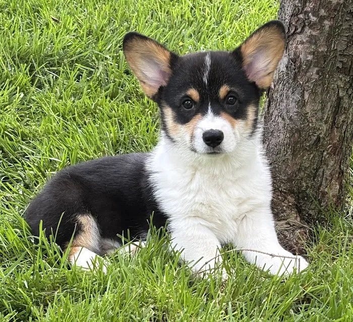 Arbor Creek Animal Hospital Picture 1