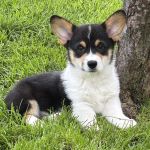 Arbor Creek Animal Hospital