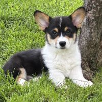 Arbor Creek Animal Hospital ico