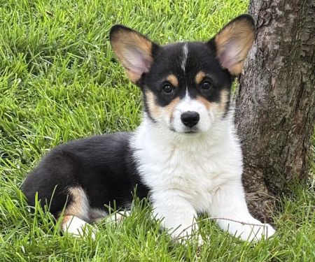 Arbor Creek Animal Hospital