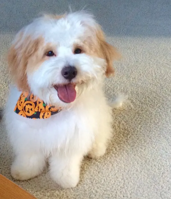 Arbor Creek Animal Hospital Picture 4