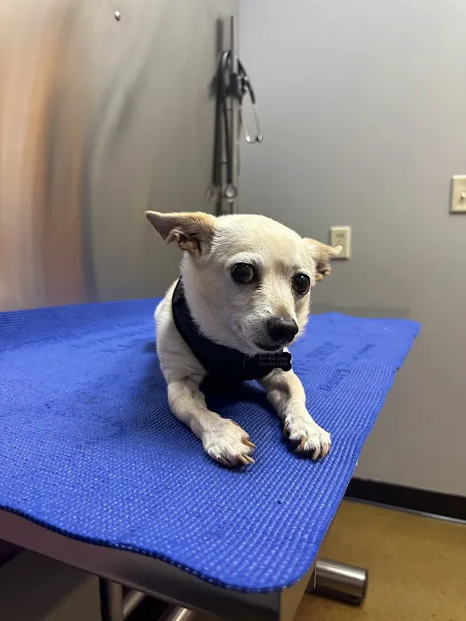 Arbor Creek Animal Hospital Picture 3