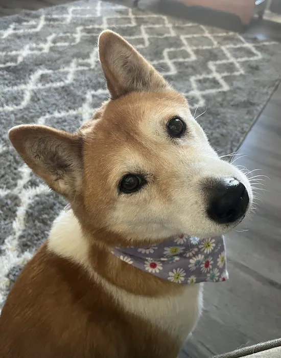 Arbor Creek Animal Hospital Picture 8