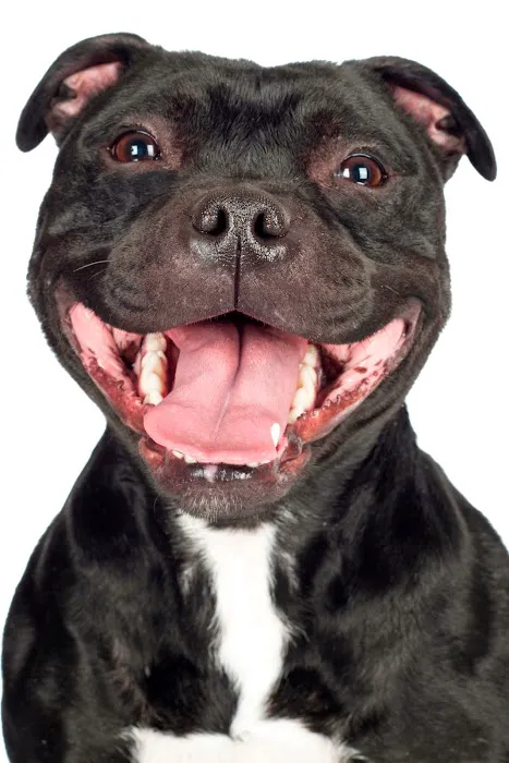 Arbor Creek Animal Hospital Picture 10