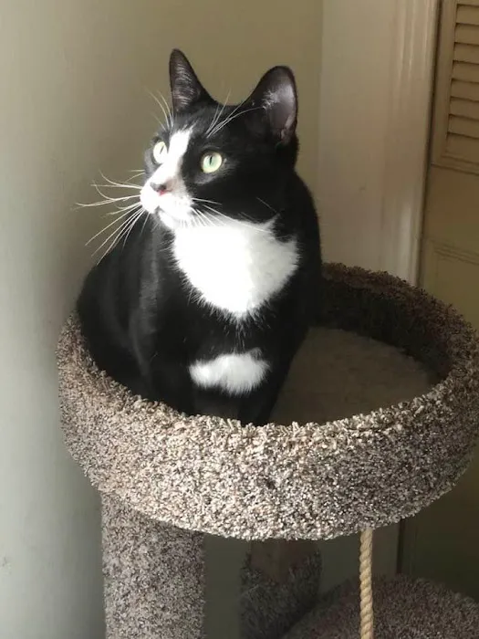 Blackbob Pet Hospital & Cat Clinic Picture 3