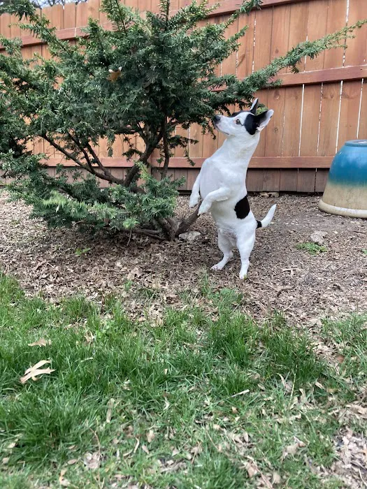 Blackbob Pet Hospital & Cat Clinic Picture 1