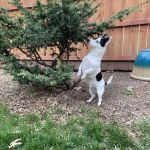 Blackbob Pet Hospital & Cat Clinic