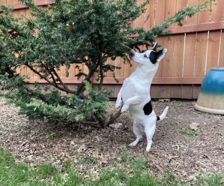 Blackbob Pet Hospital & Cat Clinic