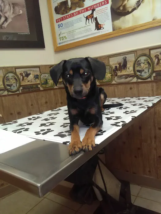 Blackbob Pet Hospital & Cat Clinic Picture 4