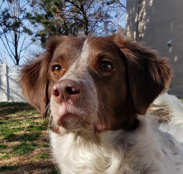 Blackbob Pet Hospital & Cat Clinic Picture 5