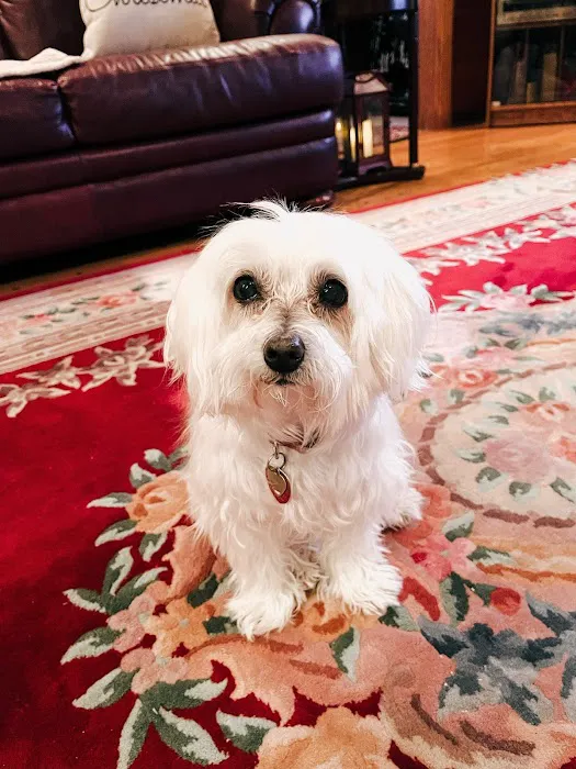 Blackbob Pet Hospital & Cat Clinic Picture 7