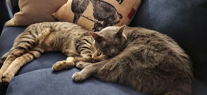 Blackbob Pet Hospital & Cat Clinic Picture 6