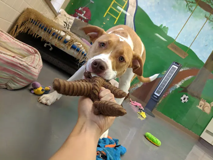 Blackbob Pet Hospital & Cat Clinic Picture 9