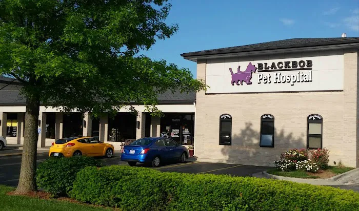 Blackbob Pet Hospital & Cat Clinic Picture 10