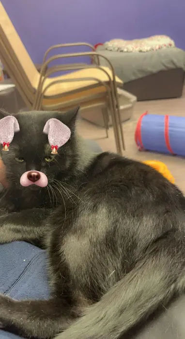 Blackbob Pet Hospital & Cat Clinic Picture 8