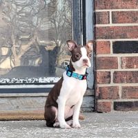 Heritage Animal Hospital ico