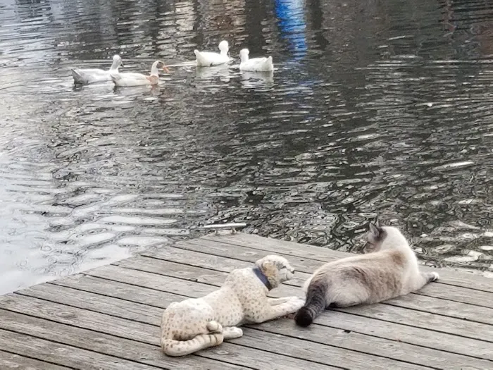 Heritage Animal Hospital Picture 3