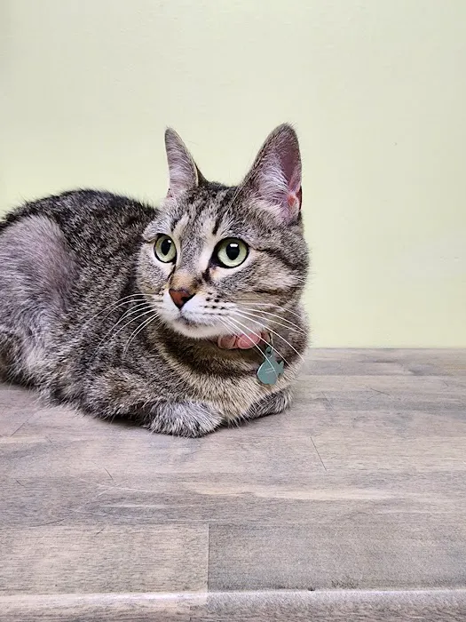 Heritage Animal Hospital Picture 8