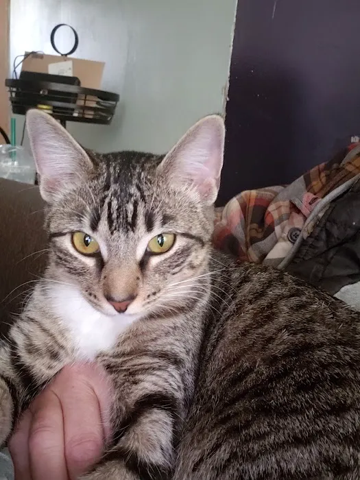 Spring Hill Veterinary Clinic Picture 3