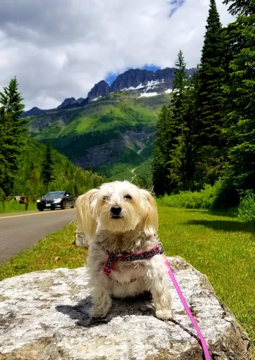 Spring Hill Veterinary Clinic Picture 4