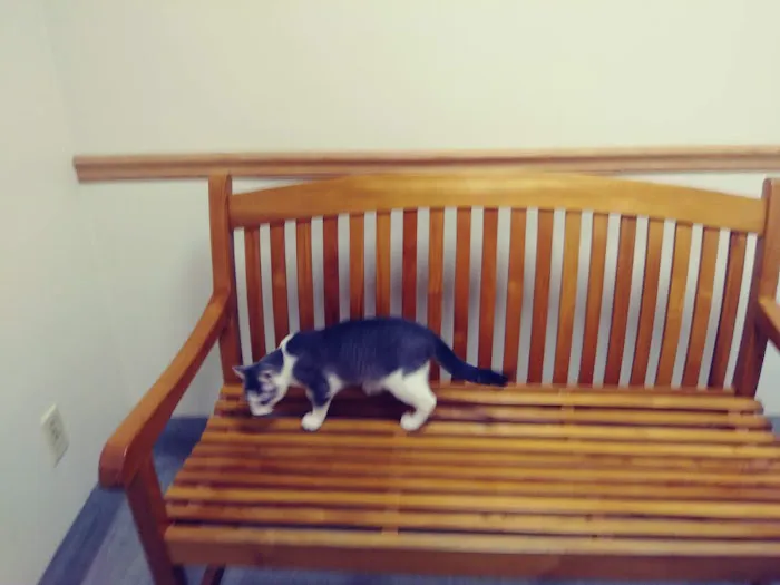 Spring Hill Veterinary Clinic Picture 8