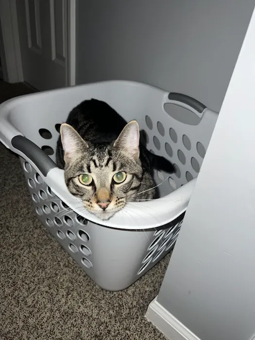 Spring Hill Veterinary Clinic Picture 6