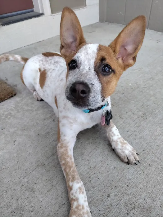 Spring Hill Veterinary Clinic Picture 7