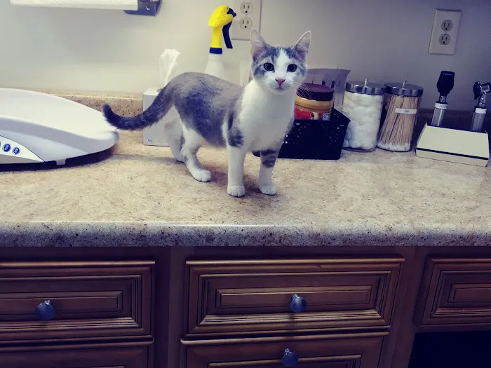 Spring Hill Veterinary Clinic Picture 9