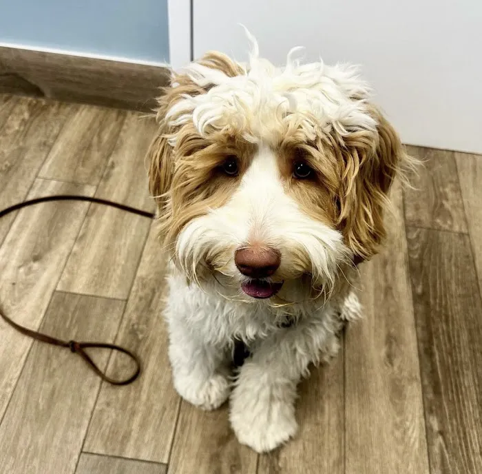 Quivira Crossing Veterinary Clinic Picture 8